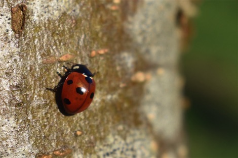 Ladybird on a tree trunk